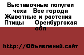 Выставочные попугаи чехи - Все города Животные и растения » Птицы   . Оренбургская обл.